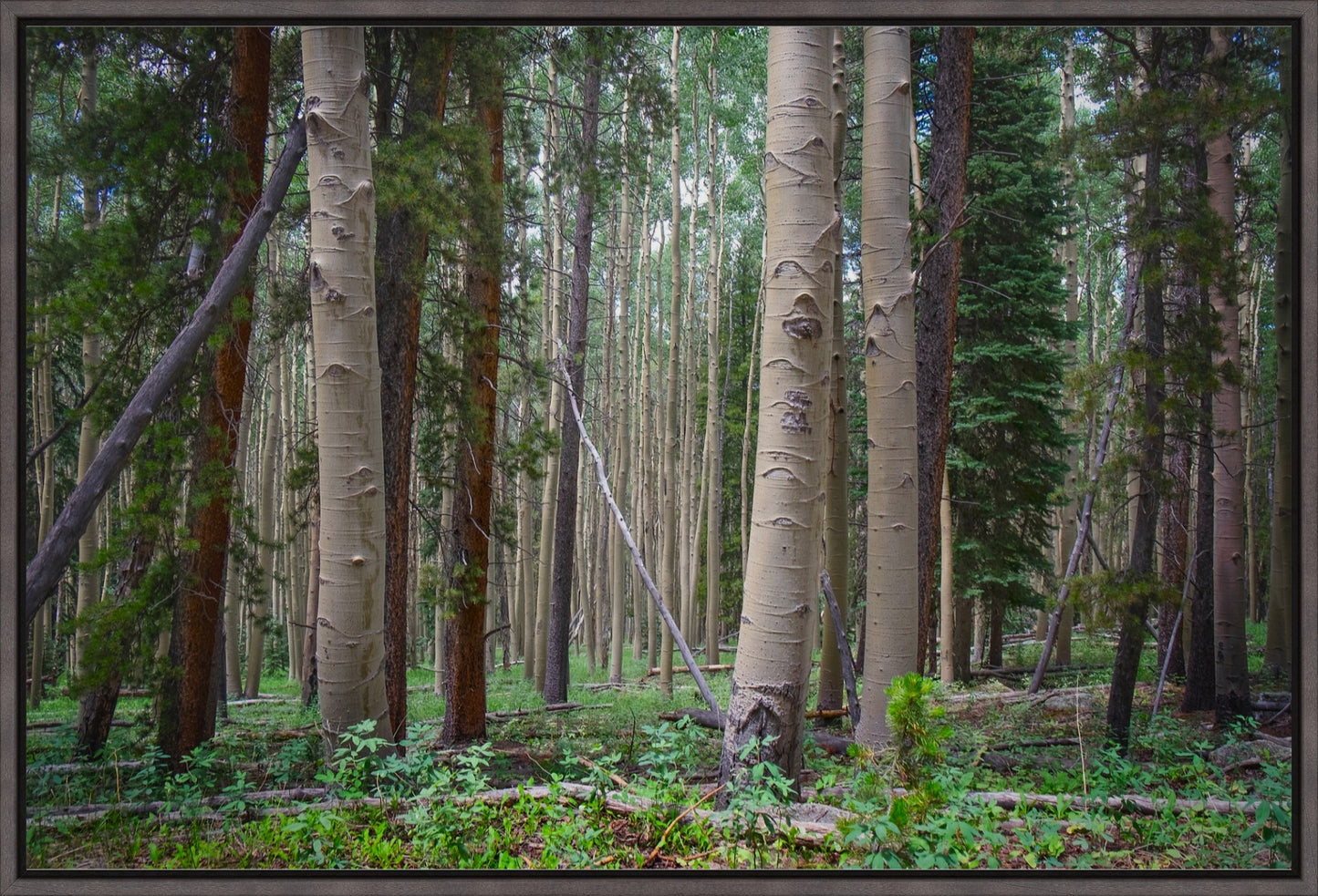 Trailside Perspective