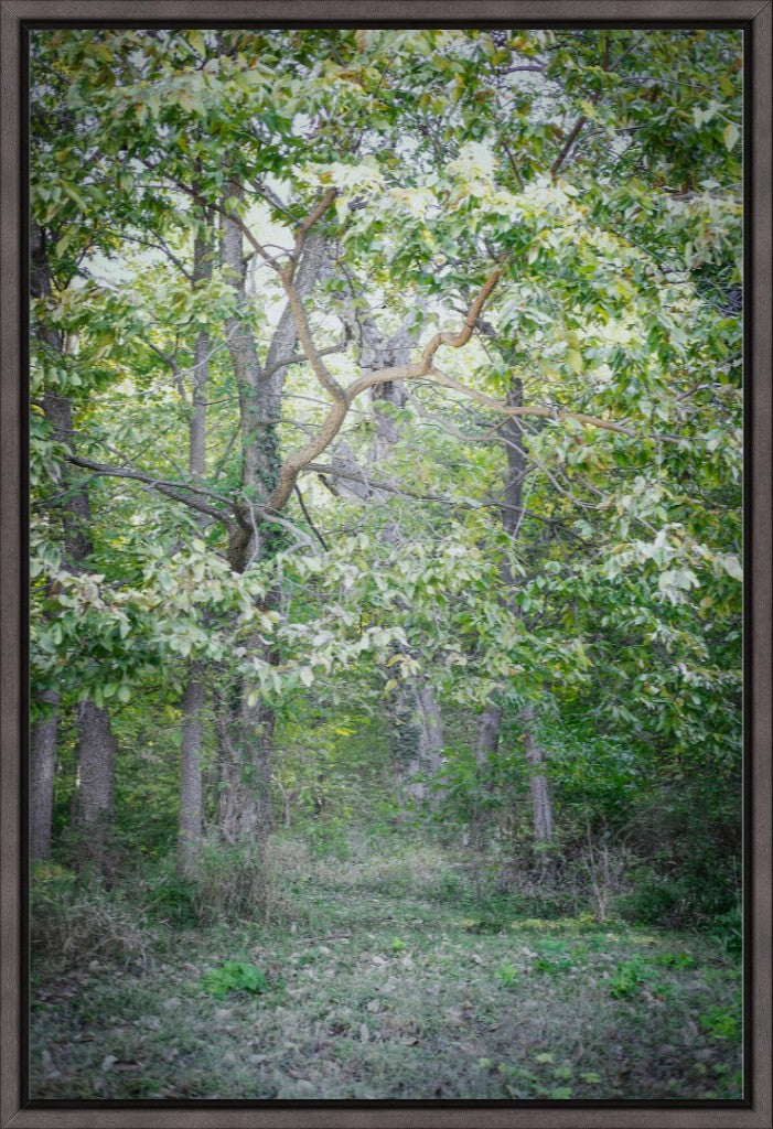 The Stillness of the Wild