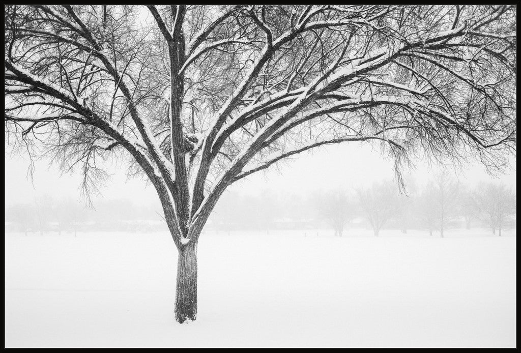 Monochrome Tree in Snow II