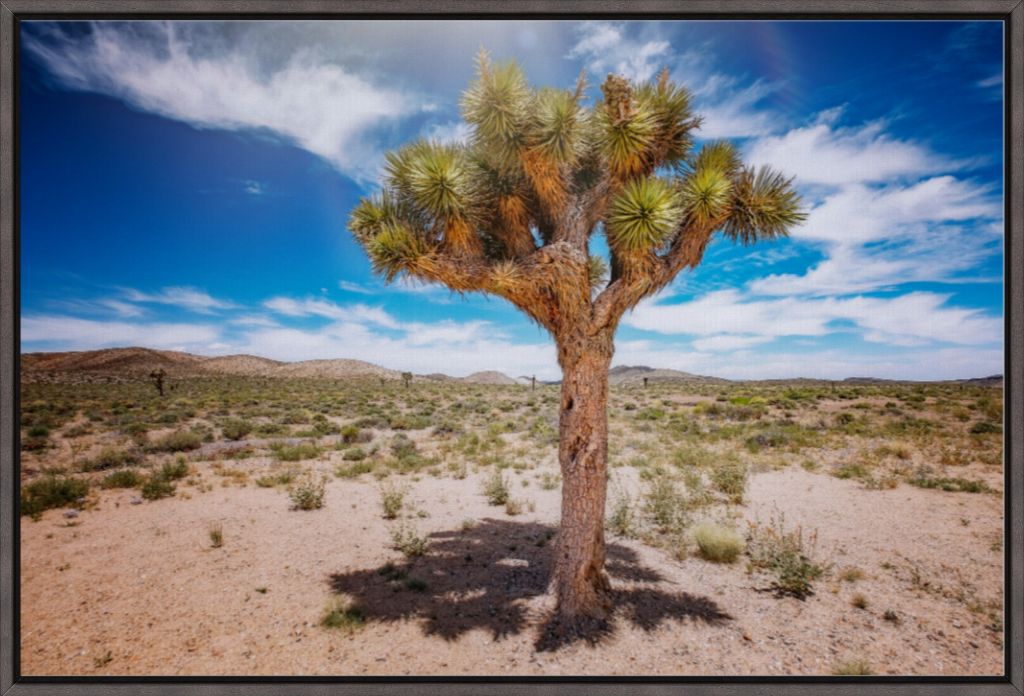 Joshua Tree