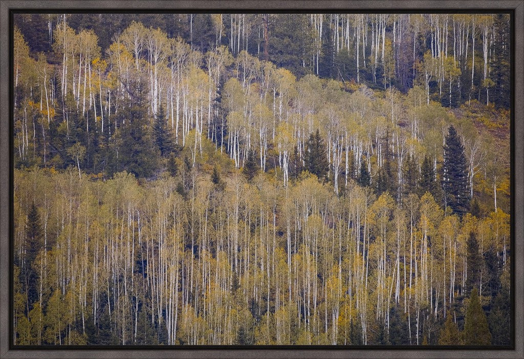 Fall Mountainside