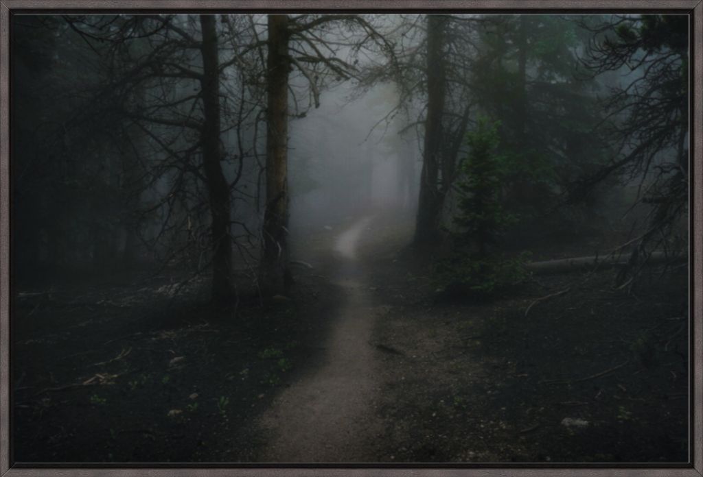 Dark Forest