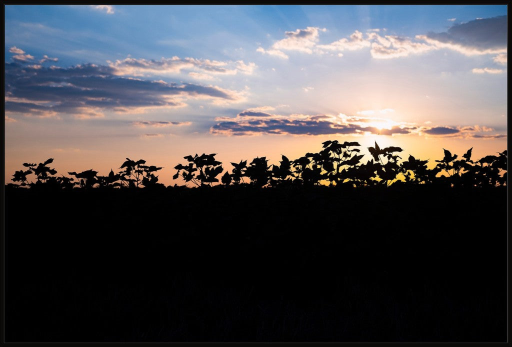 Sunset Cotton Silhuette II