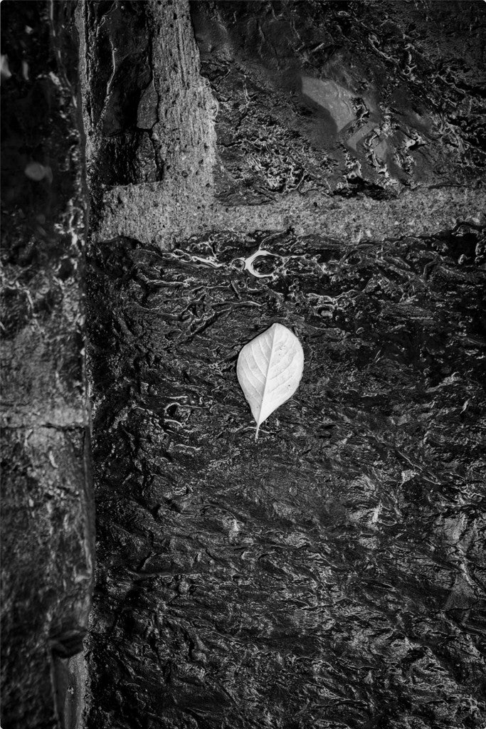 Leaf on Stone B/W