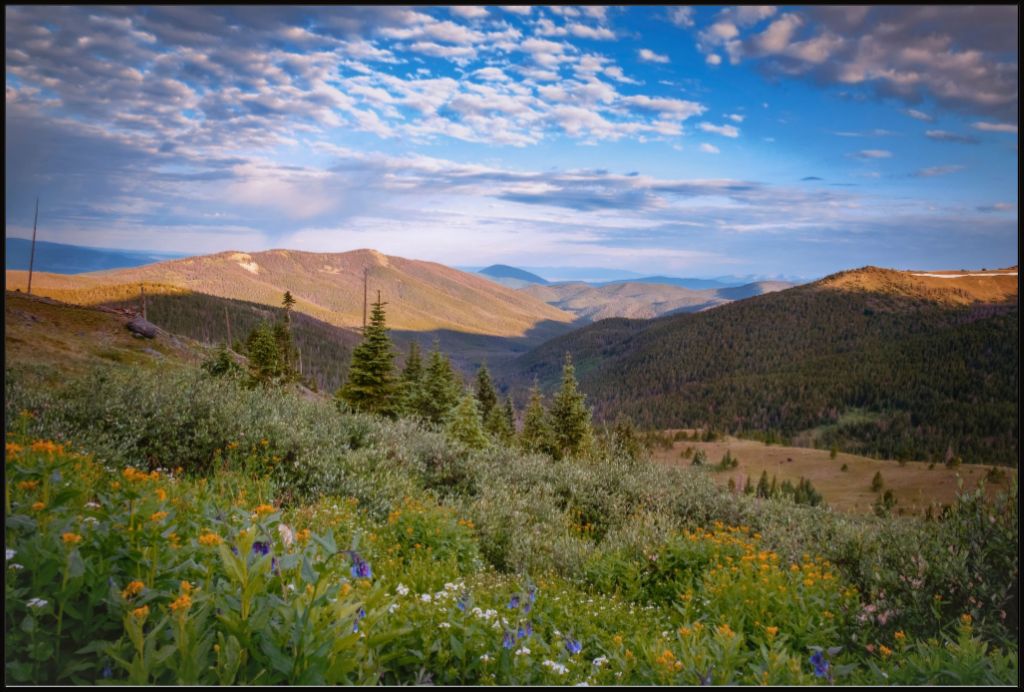 Wildflowers and Distant Valley