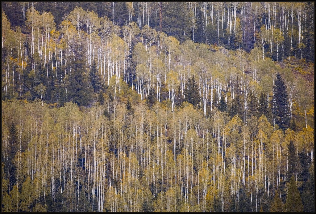 Fall Mountainside