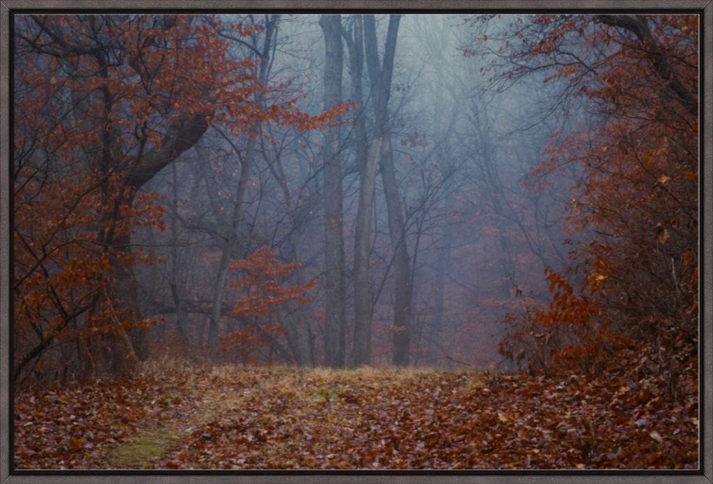 Foggy Winter Forest Path