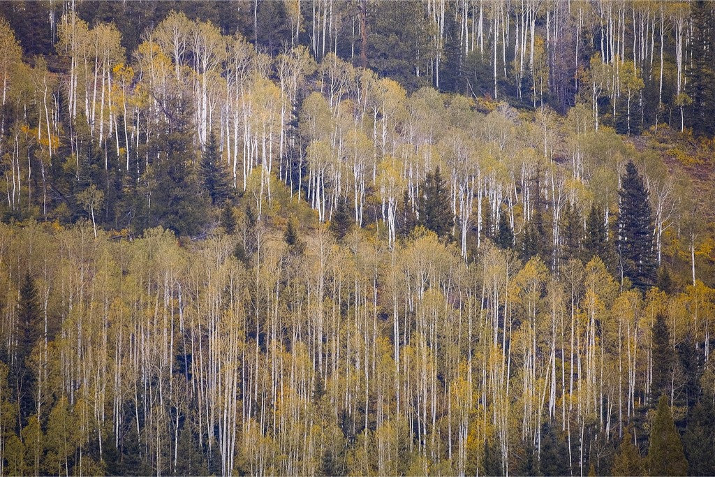 Fall Mountainside