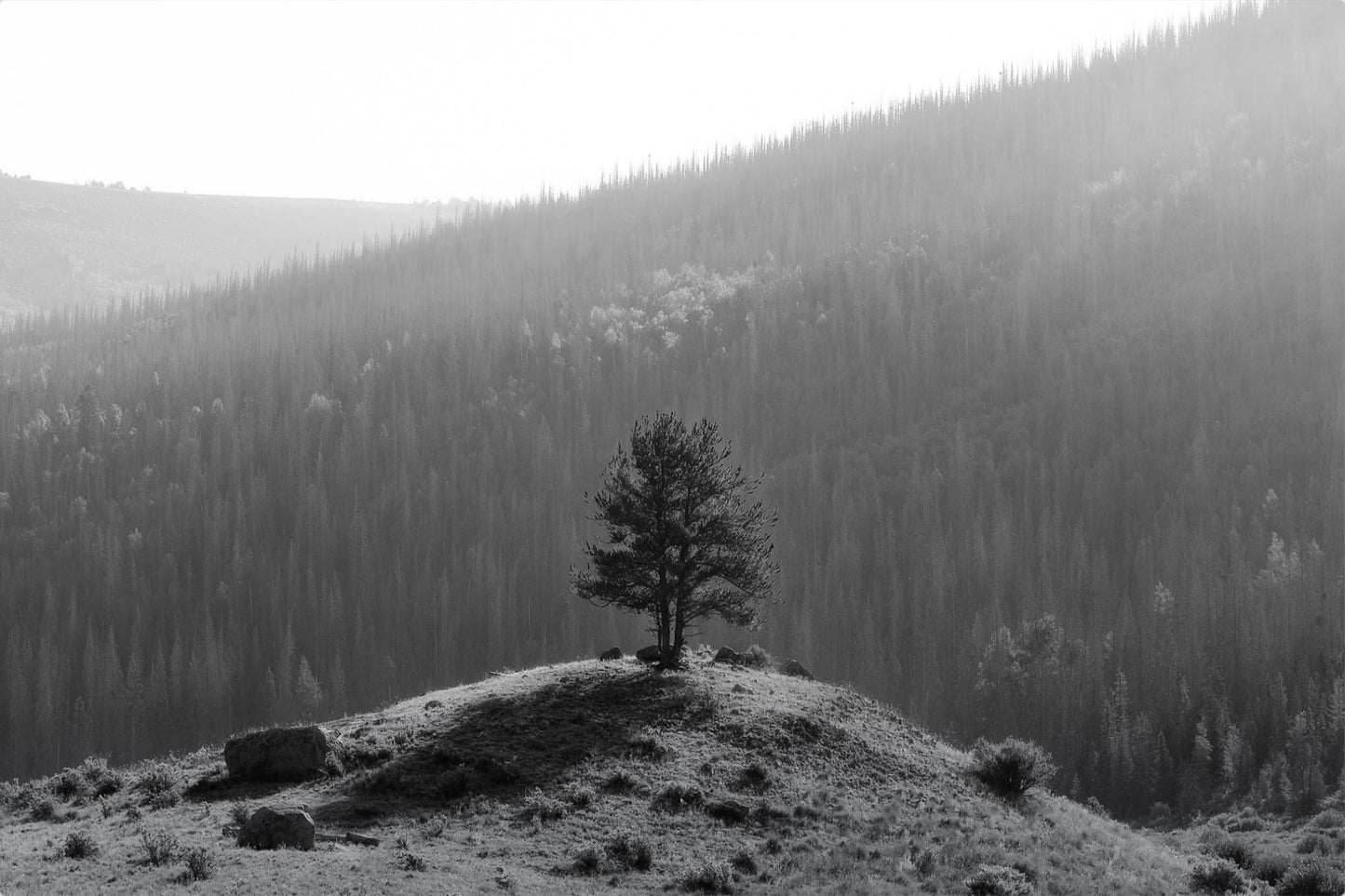 Tree on a Hill