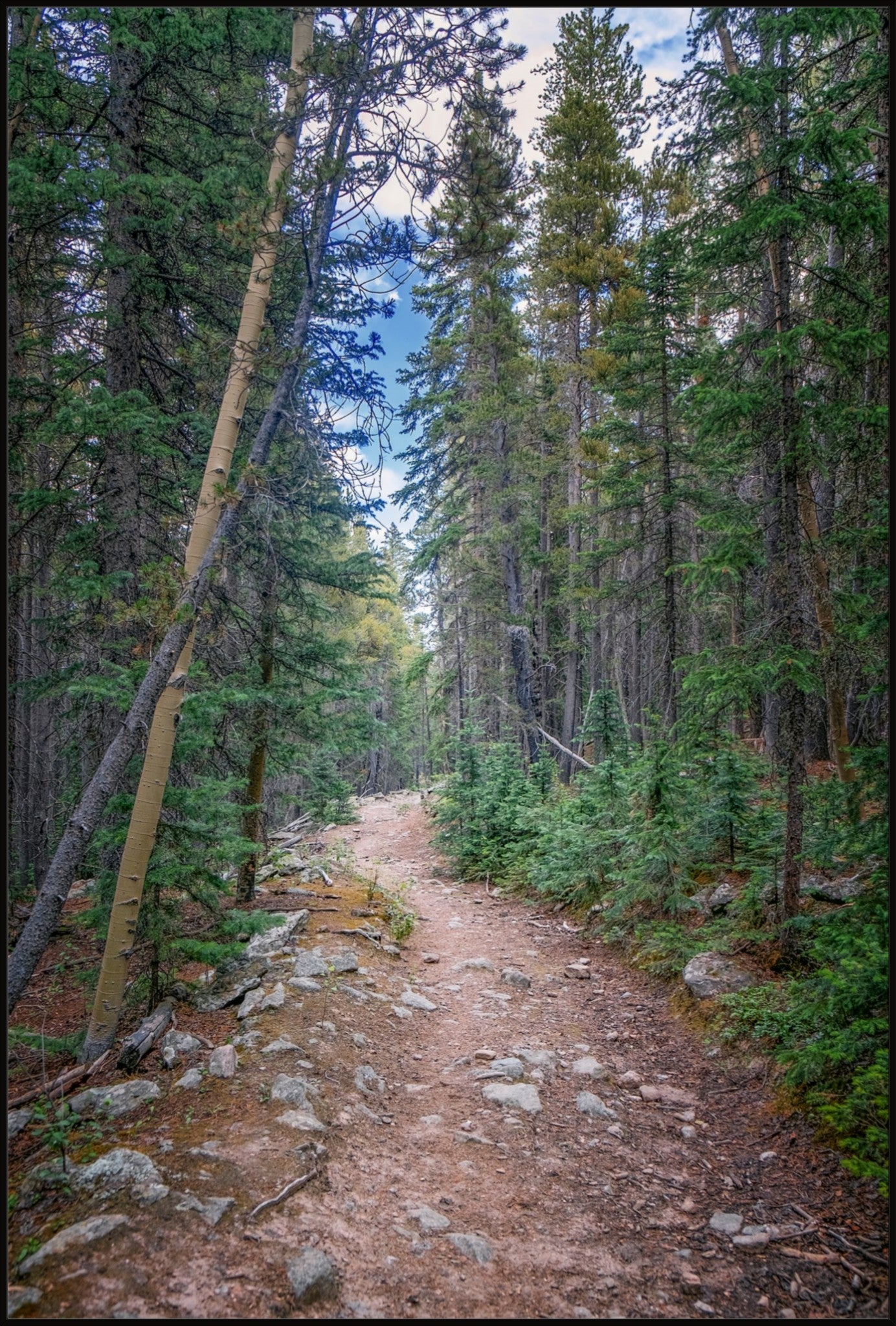 Forest Path