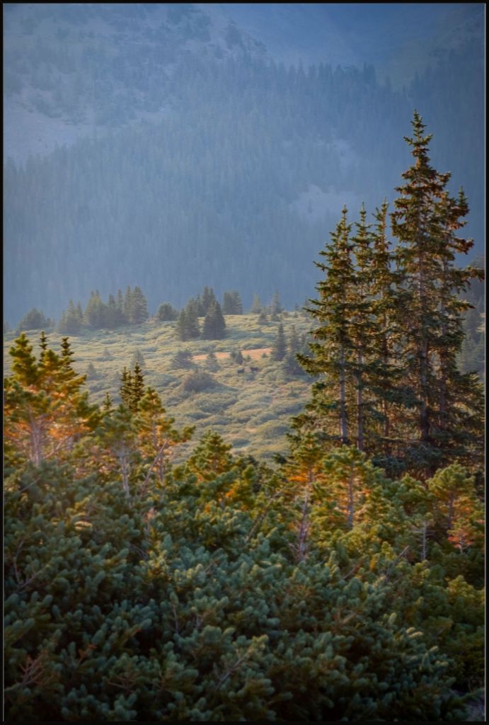 Moose Sunrise Vertical