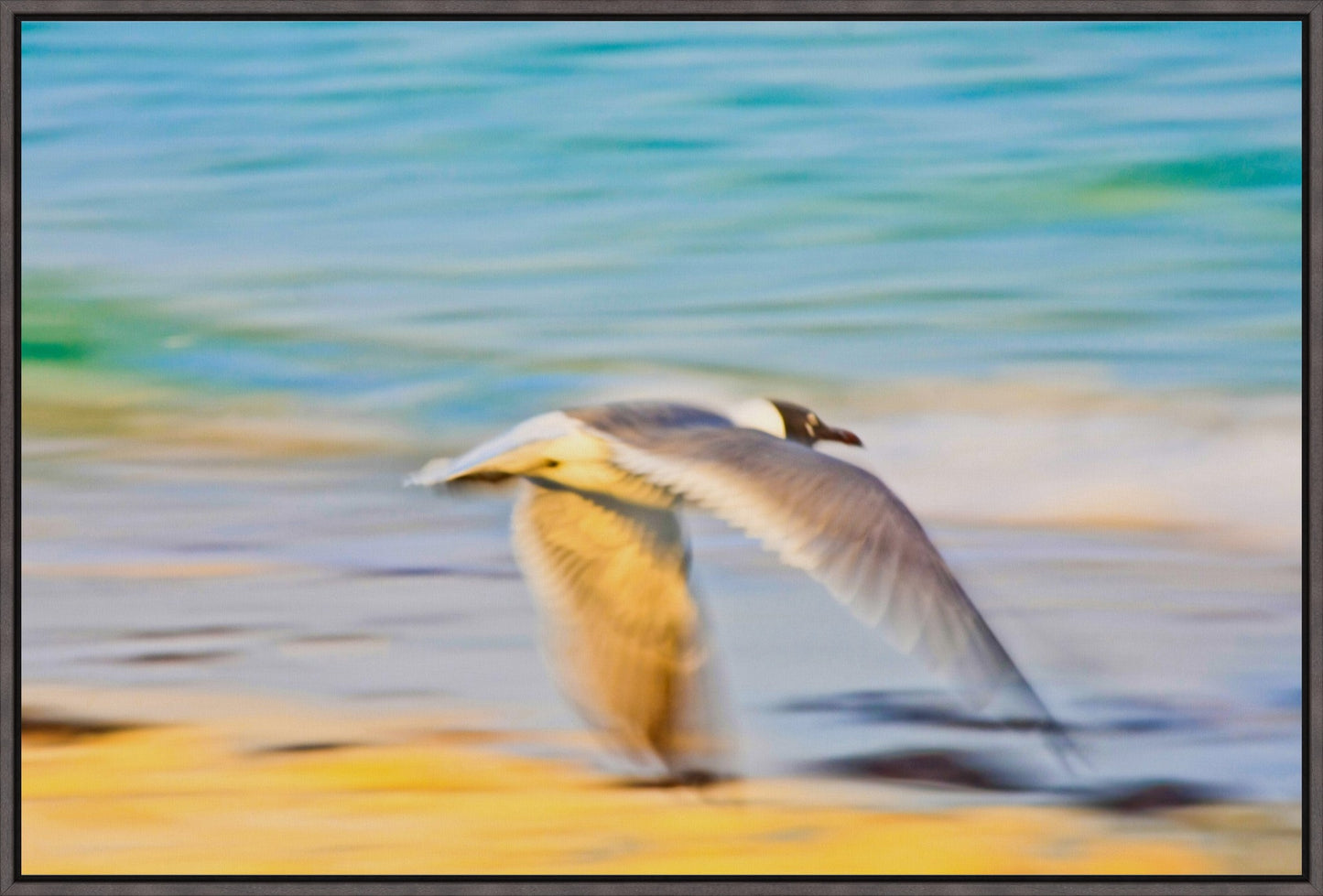 Grand Bahama Gull No. 3