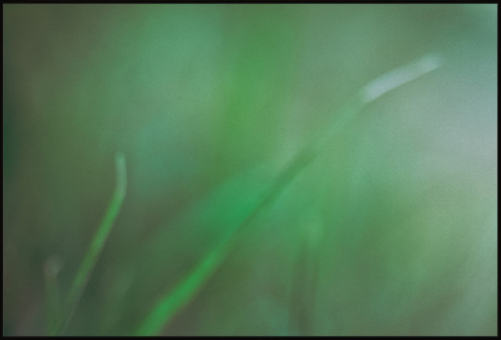 Backyard Abstract
