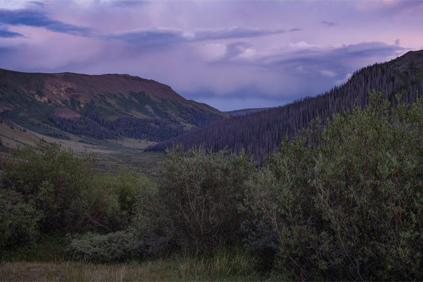 Violet Sunset I