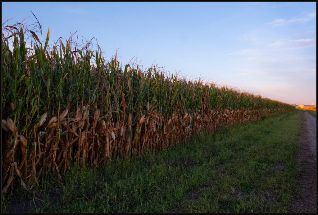 Land of the Tall Corn II