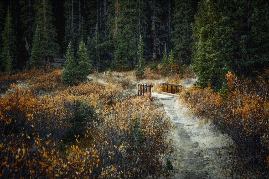 September Frost