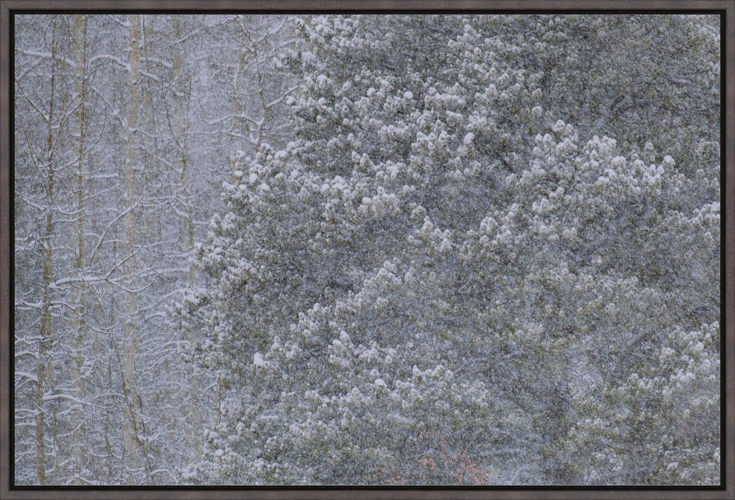 Heavy Snow & Forest Abstract III