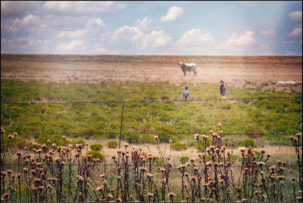 Fence Gossip II