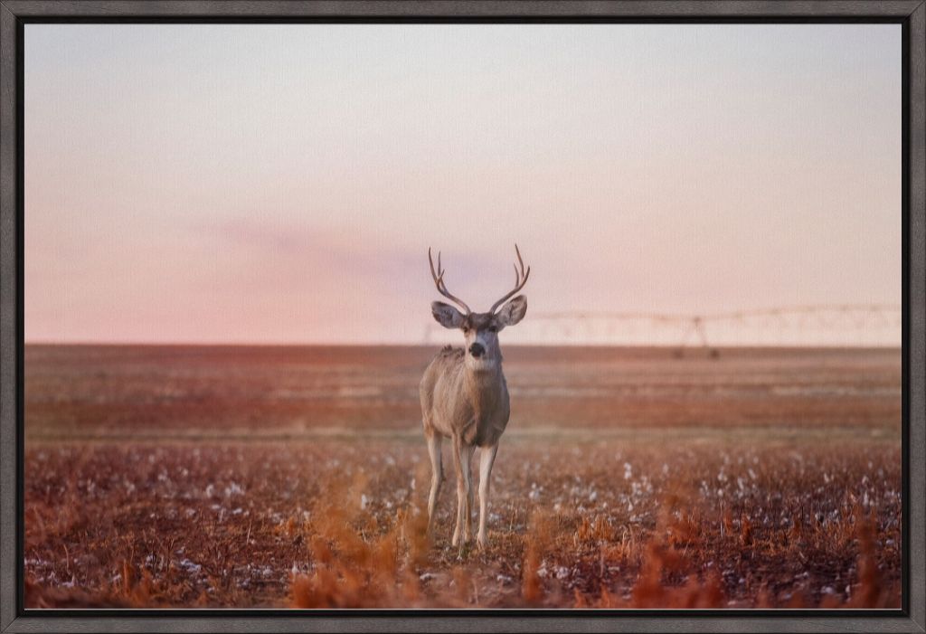 Golden Hour Mule Deer Buck