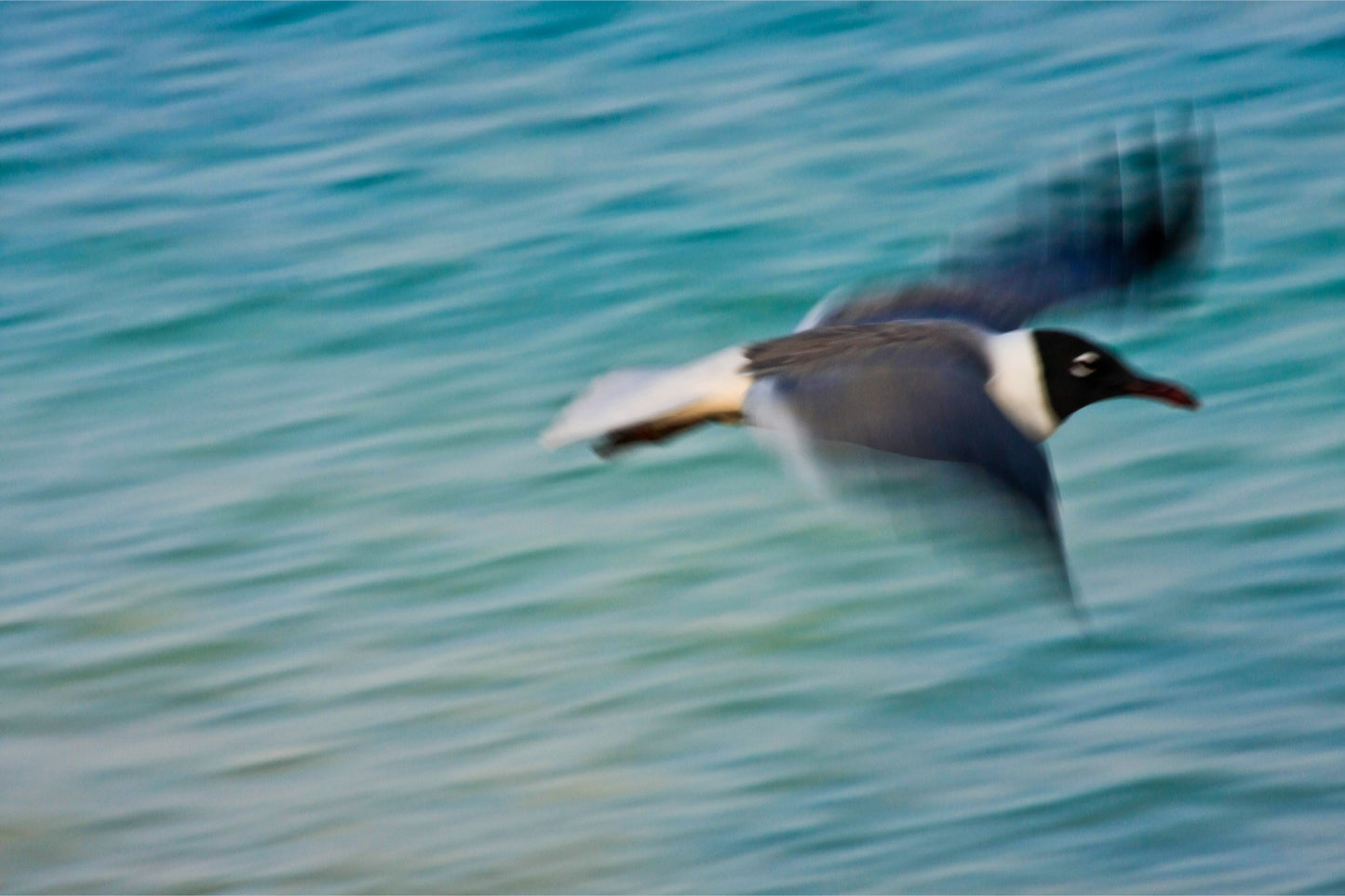 Grand Bahama Gull No. 2