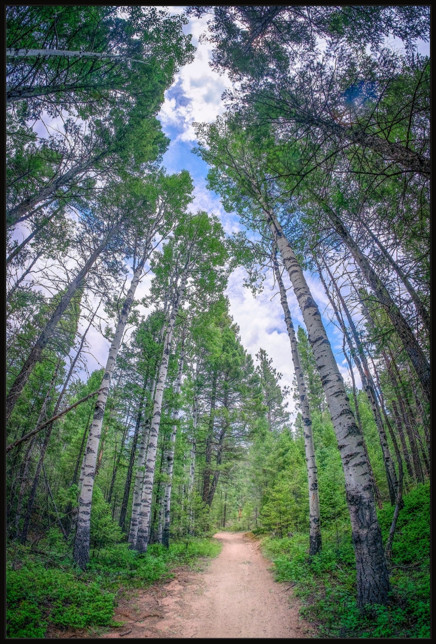 Forest Corridor