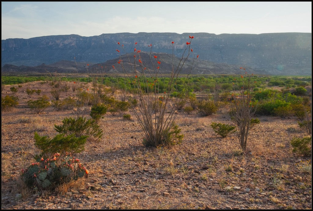 Ocotillo in Mountainscape