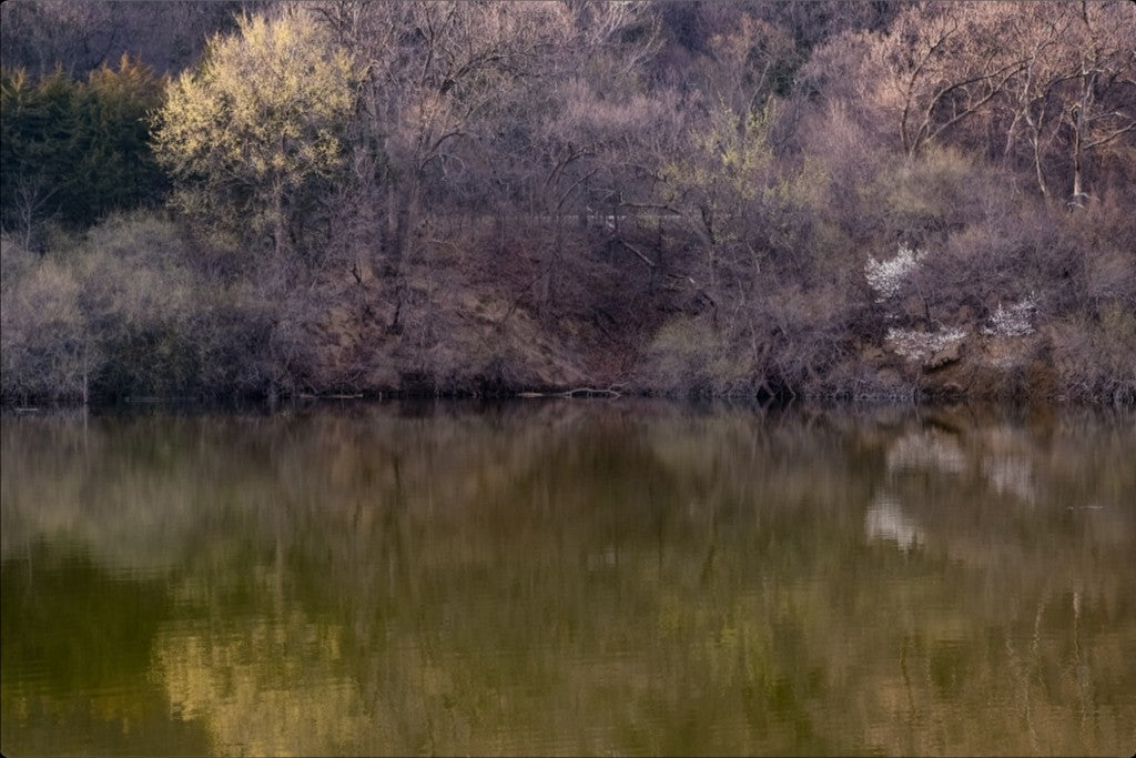 Dogwood Reflections II