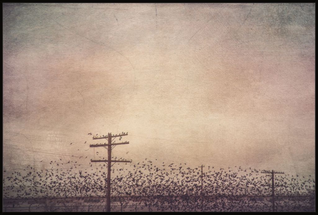 Winter Birds