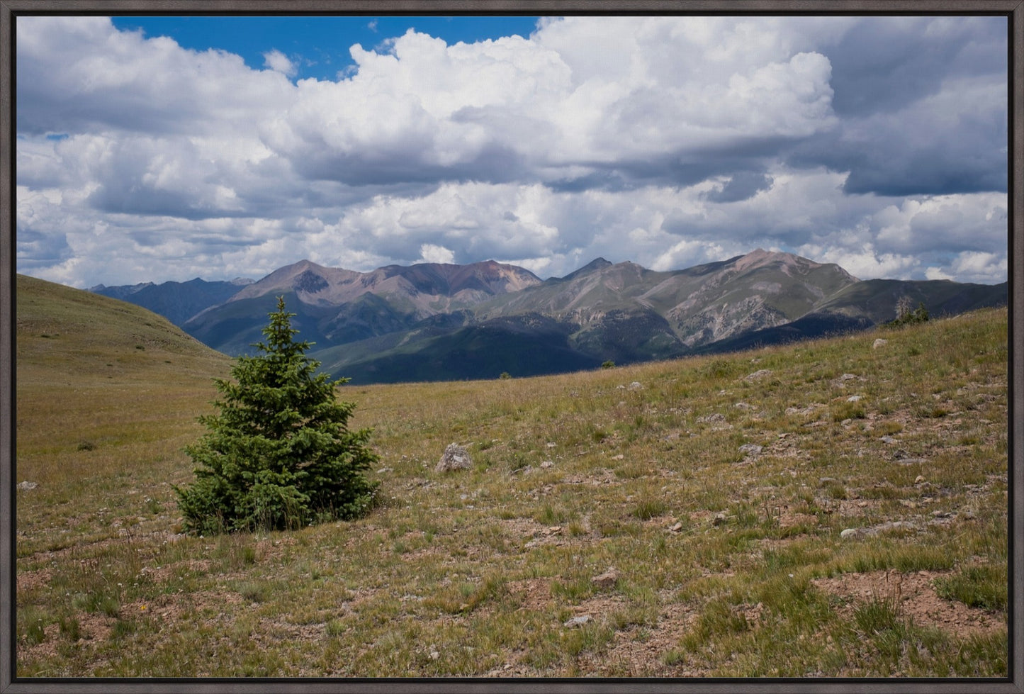 Evergreen Views