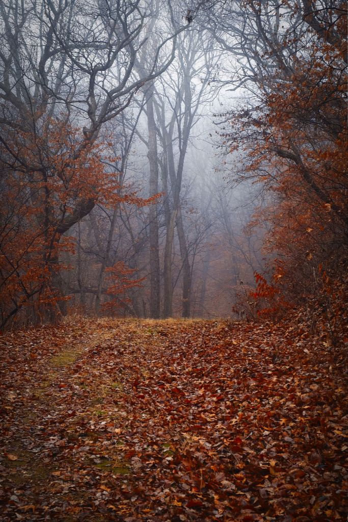 NWMO FOG 03