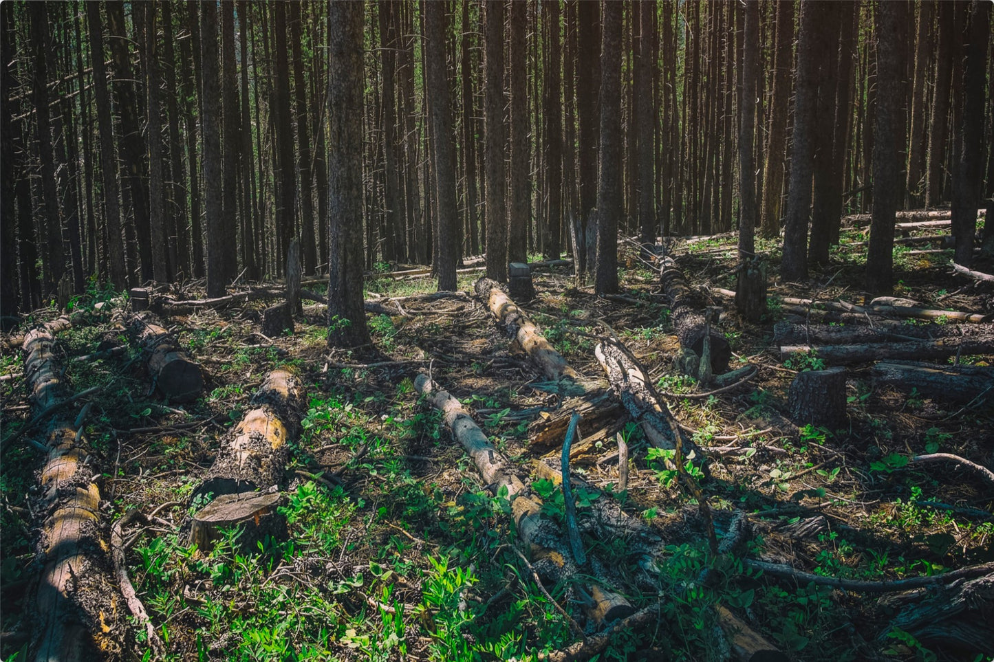 Forest Floor