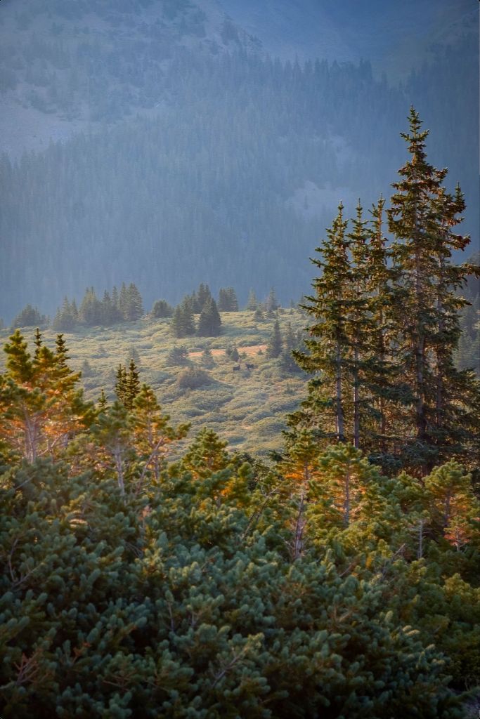 Moose Sunrise Vertical