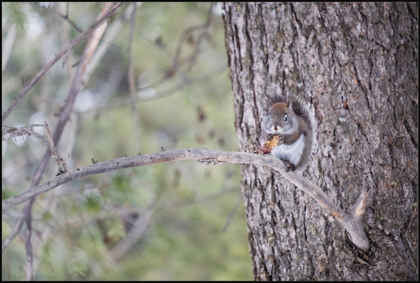 Squirrel & Pine Cone I