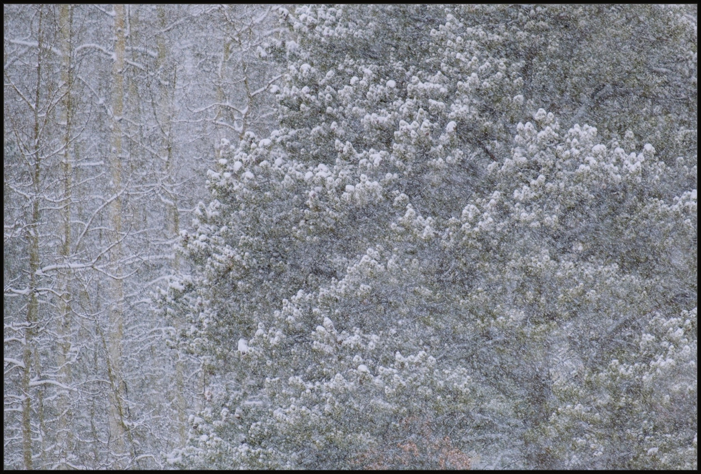 Heavy Snow & Forest Abstract III