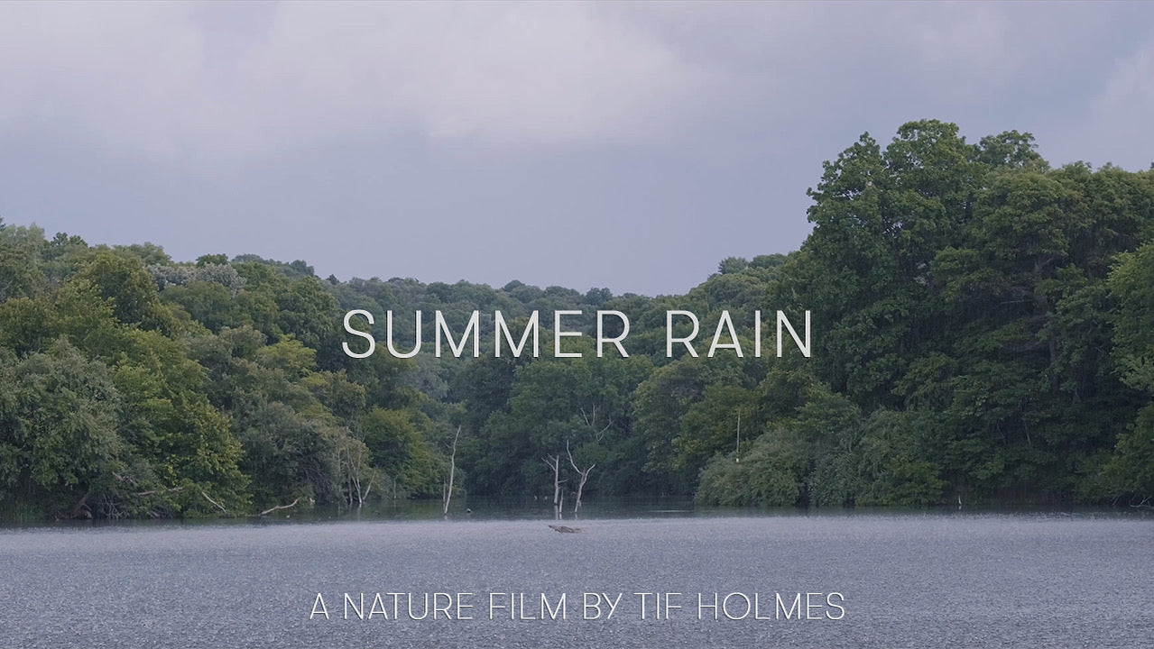 Summer Rain