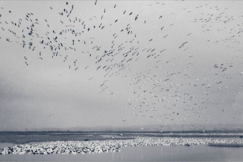 Snow Goose Cyanotype I