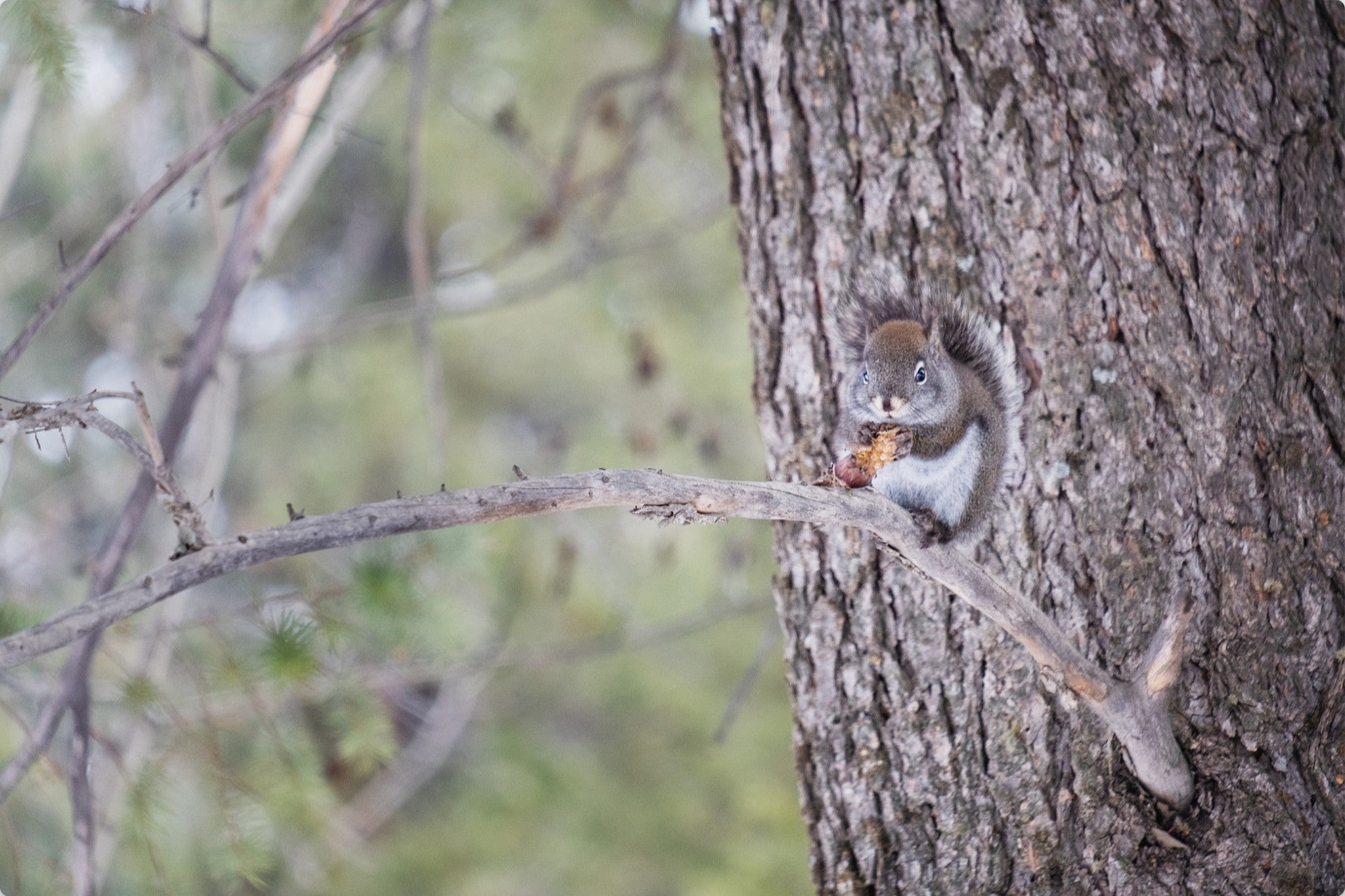 Squirrel & Pine Cone I