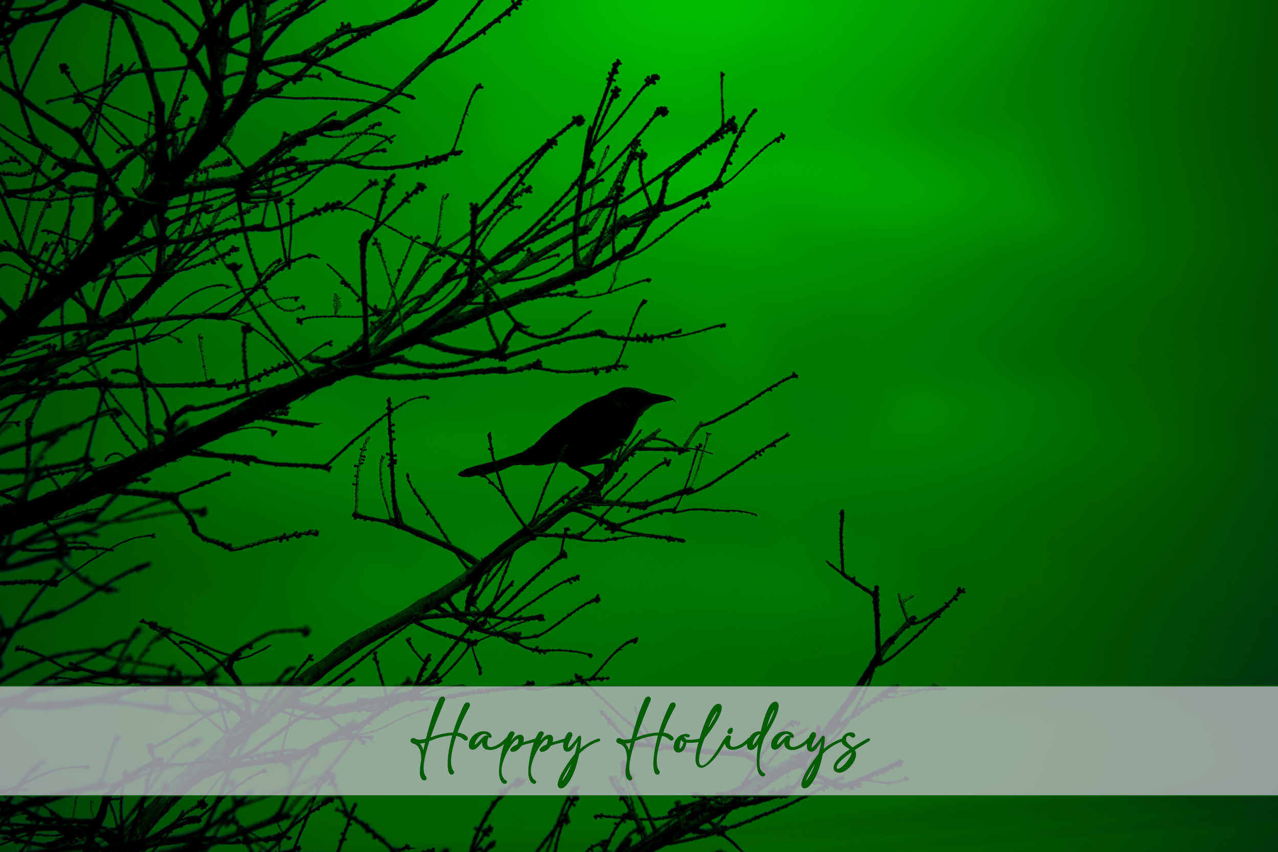 'Grackle Silhouette on Green' Holiday Greeting Cards (Set of 25)