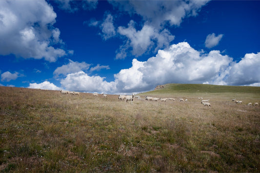 Sheep On Segment 22