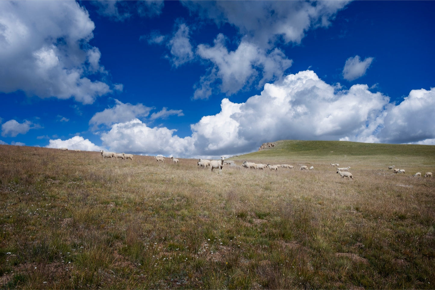 Sheep On Segment 22