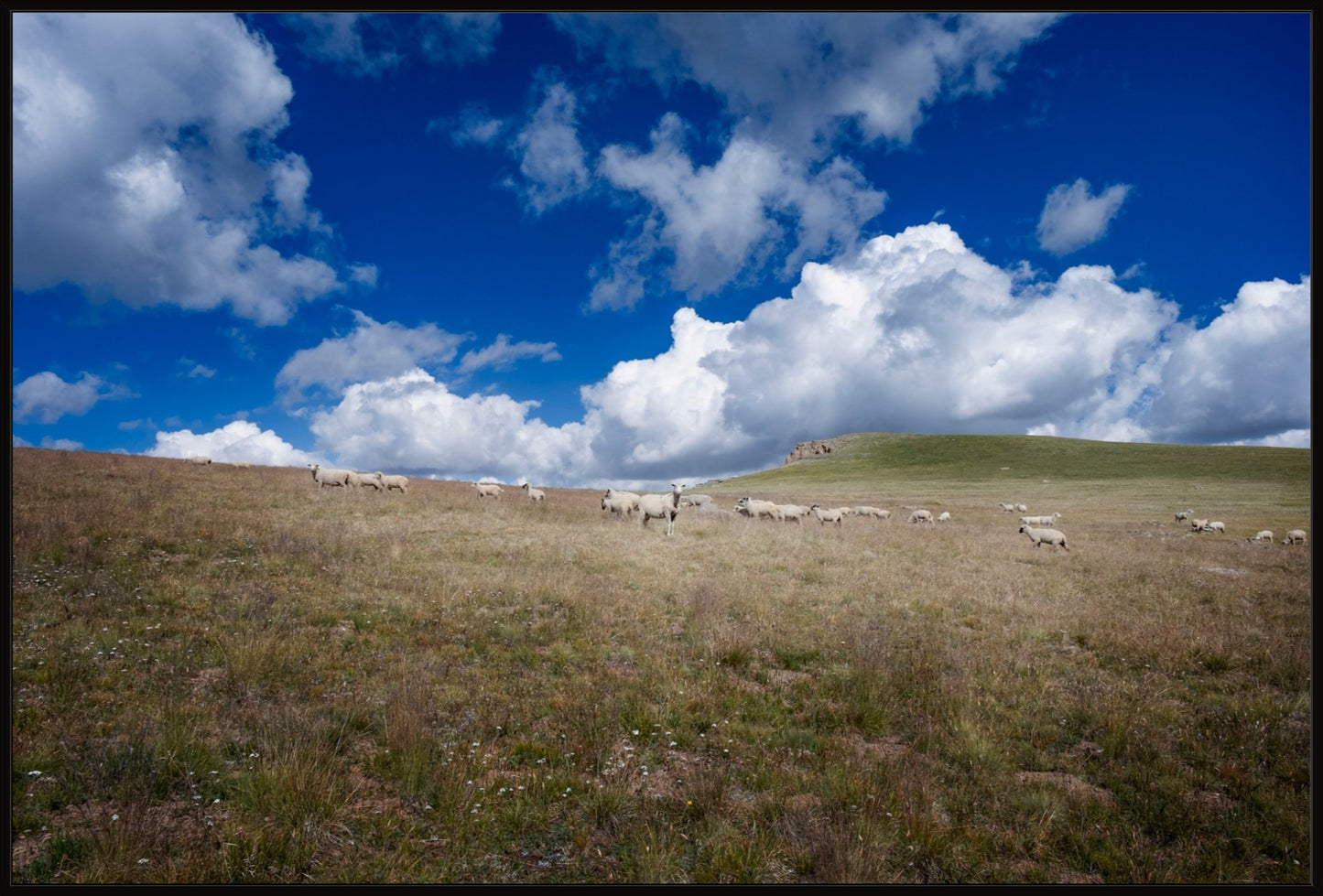 Sheep On Segment 22