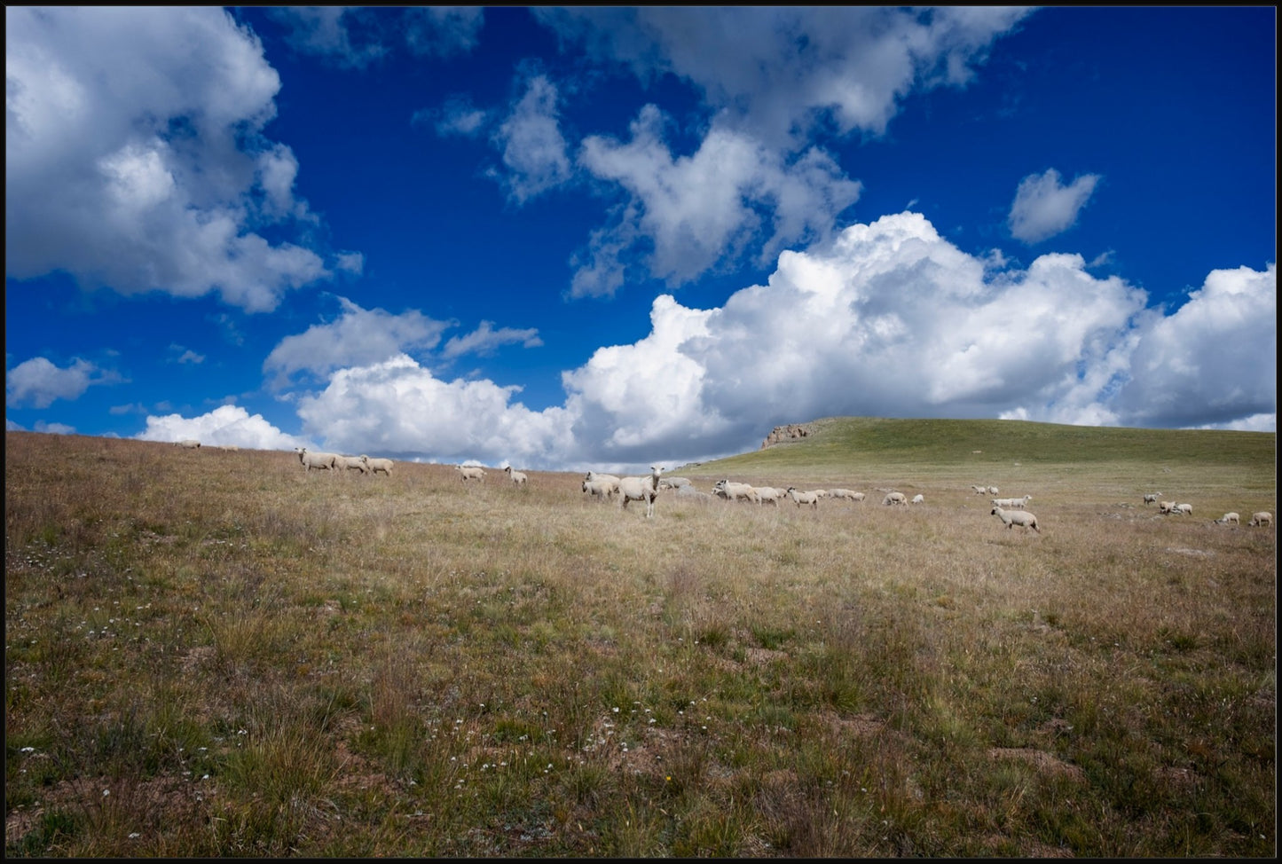 Sheep On Segment 22