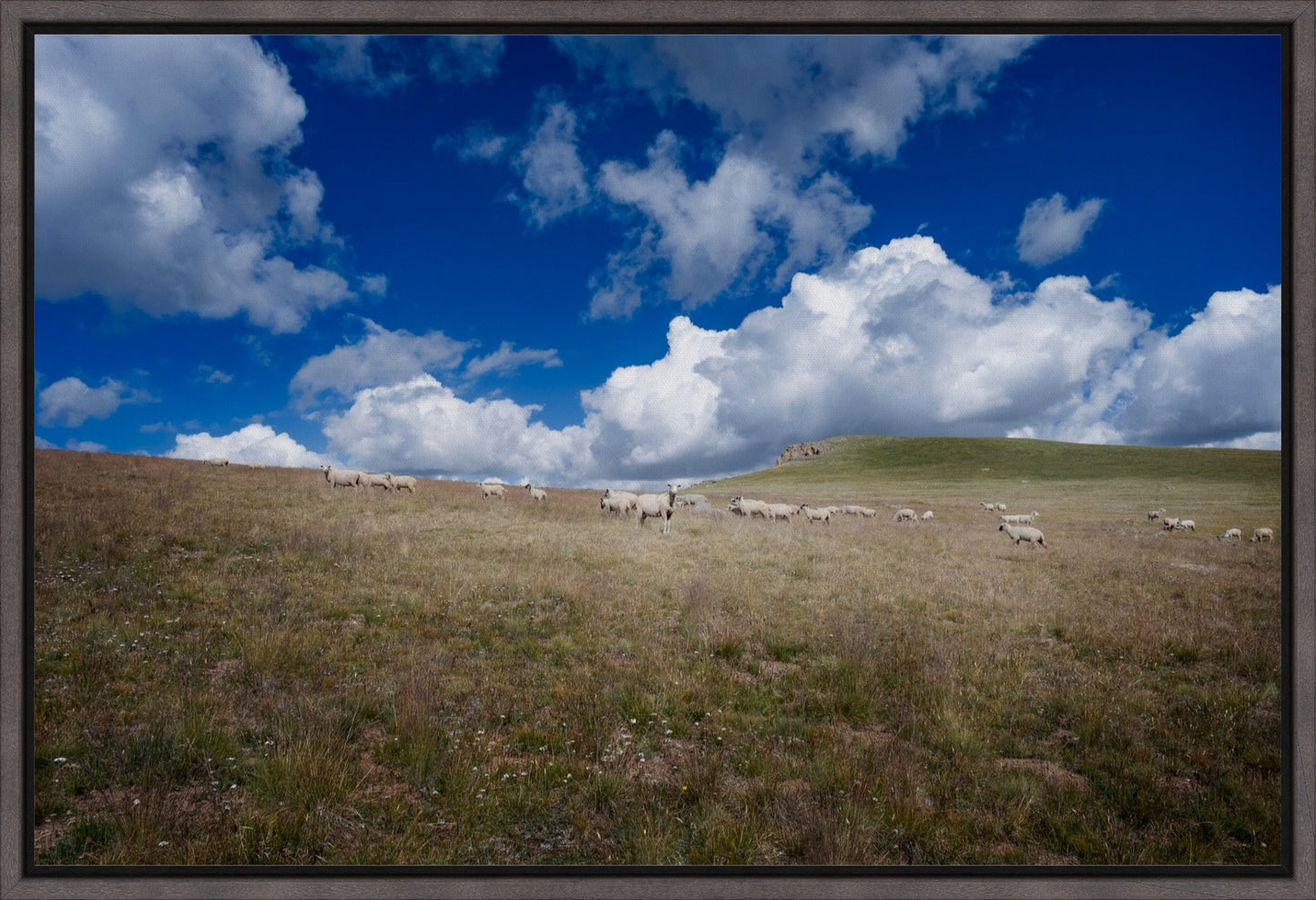 Sheep On Segment 22