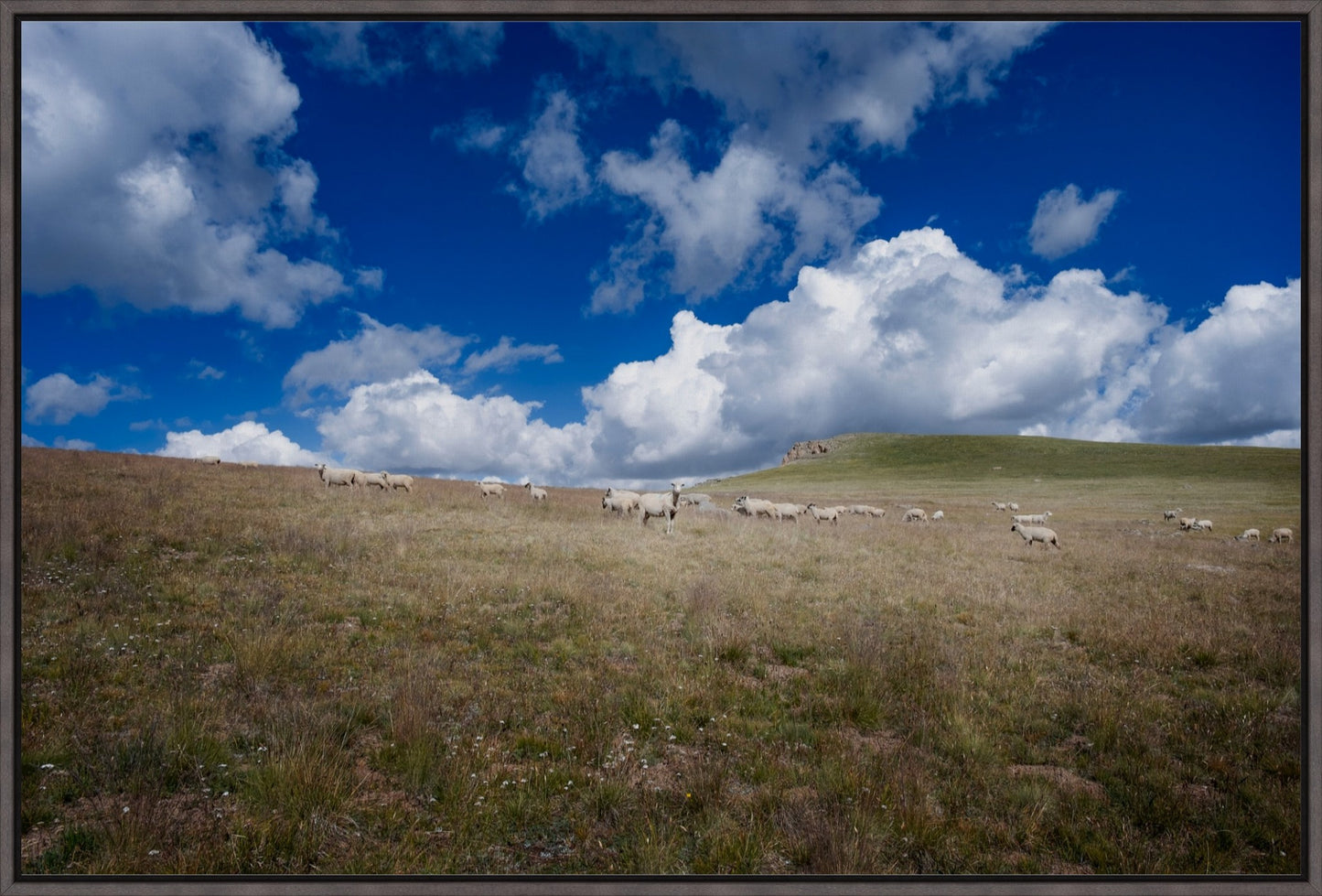 Sheep On Segment 22