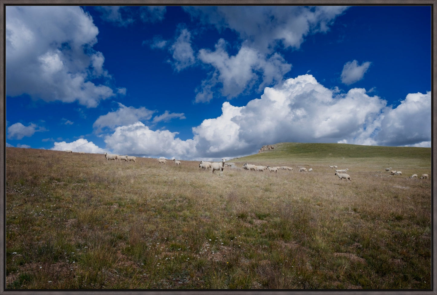 Sheep On Segment 22