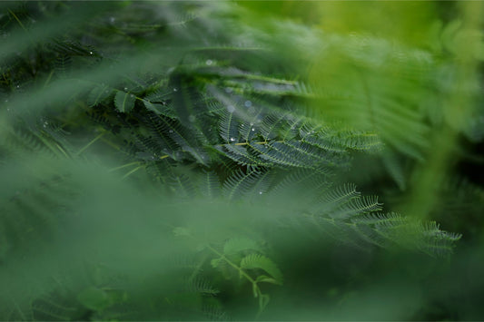Dew Drops on Persian Silk Tree