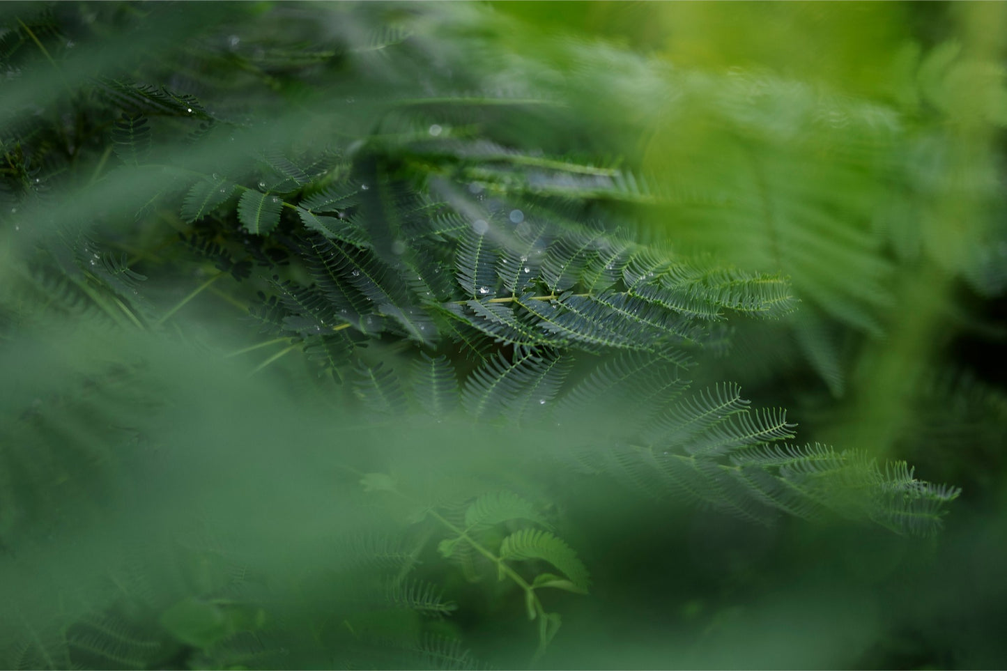 Dew Drops on Persian Silk Tree