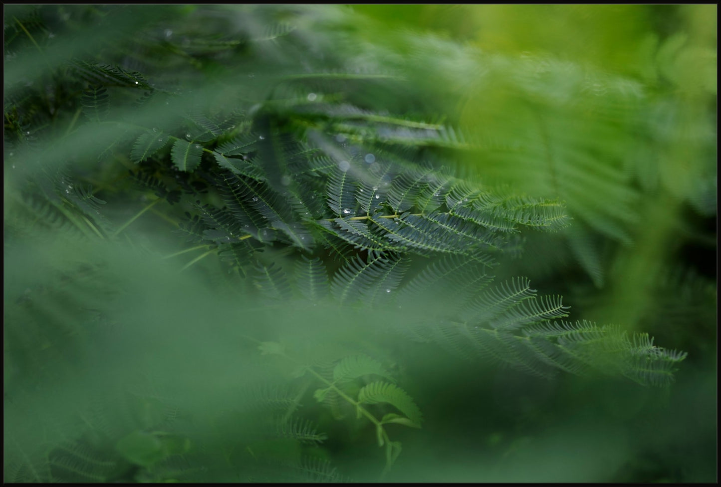 Dew Drops on Persian Silk Tree