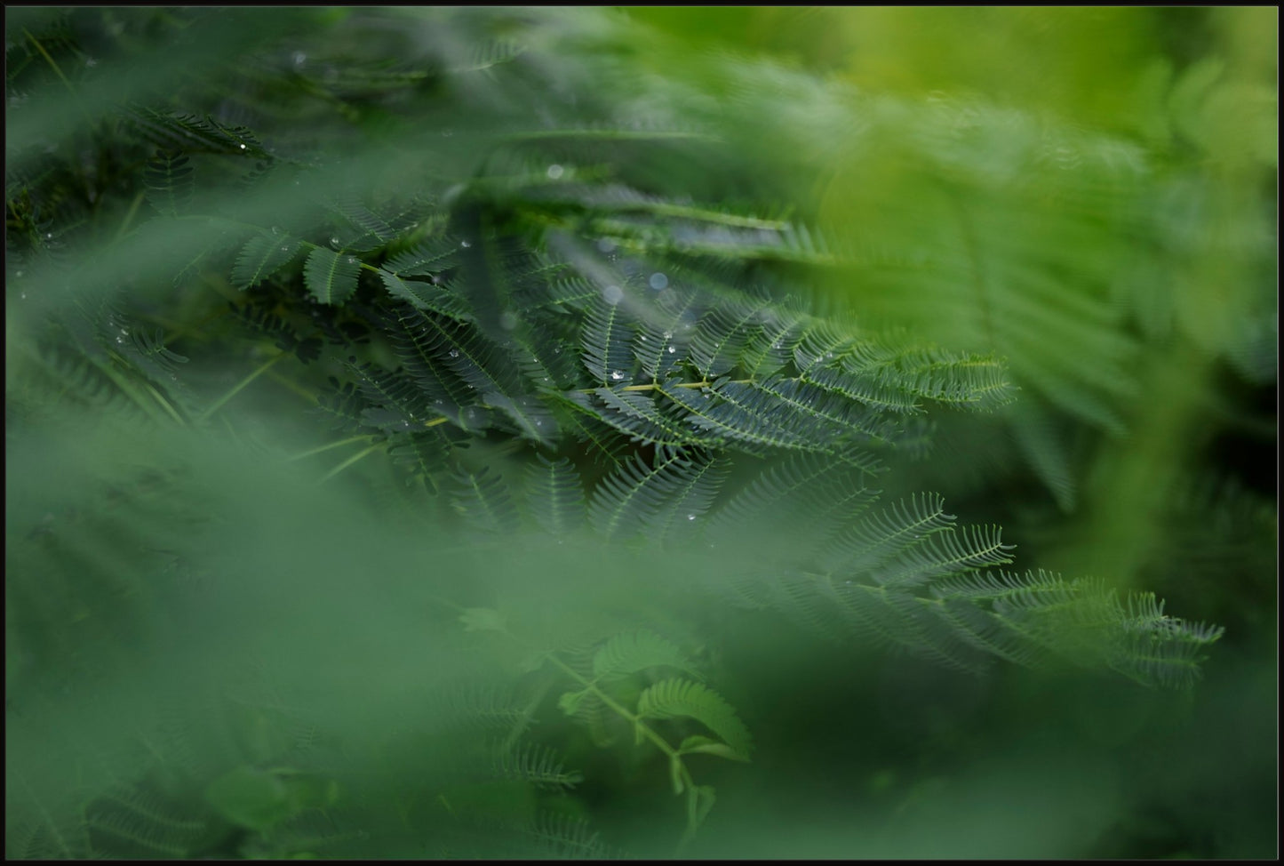 Dew Drops on Persian Silk Tree