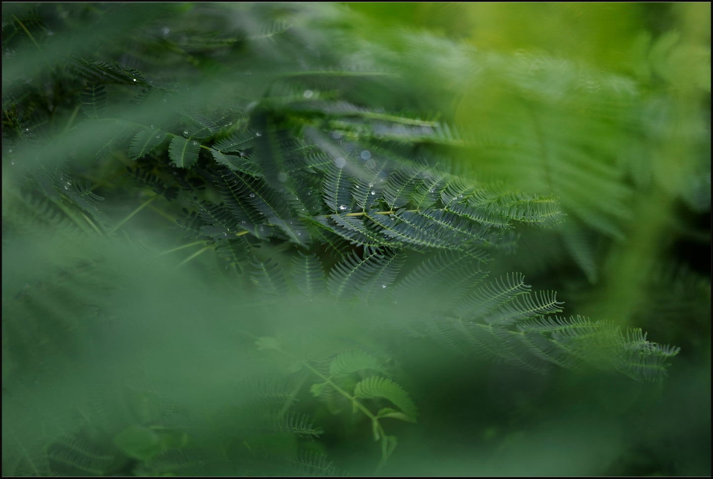 Dew Drops on Persian Silk Tree